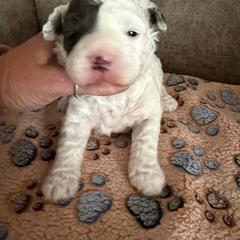 Justice - Parti female Goldendoodle puppy in Cherry Tree, Pennsylvania from Plum Creek Acres Next Generation
