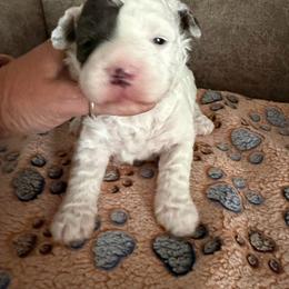 Justice - Parti female Goldendoodle puppy in Cherry Tree, Pennsylvania from Plum Creek Acres Next Generation