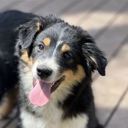 Brown eyed male - Black Toy Australian Shepherd puppy in Arma, Kansas from Dragonfly Corgis & Toy Aussies
