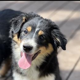 Brown eyed male - Black Toy Australian Shepherd puppy in Arma, Kansas from Dragonfly Corgis & Toy Aussies