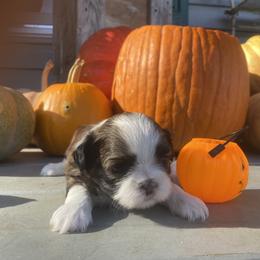 Shih Tzu Puppies from Tiny Bubbles Shih Tzus