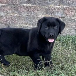 Black female - Black female Labrador Retriever puppy in Jamestown, Ohio from Heartlands Quality Labrador Retrievers