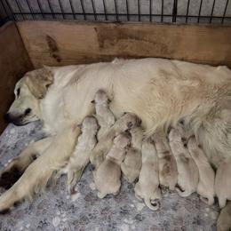 Female 1 - Light golden female Golden Retriever puppy in Merrill, Michigan from Happy Tails Family Farm