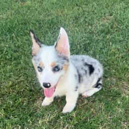 Marble - Blue merle and white female American Corgi puppy in Santa Ana, California from Tran's CorgiLand