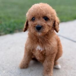 Girl 4 - Red  female Goldendoodle puppy in Meridian, Mississippi from Magnolia Poodles and Doodles