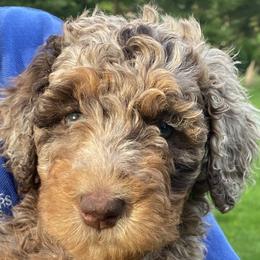Bunny - Red merle Aussiedoodle puppy in New Philadelphia, Ohio from Oldtown Doodles