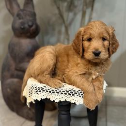 Sneezy- Gray - Apricot male Goldendoodle puppy in Bay City, Texas from Charming Doods Goldendoodles