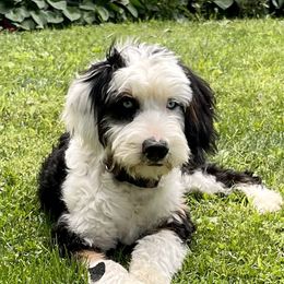 Myrtle - Bernedoodle