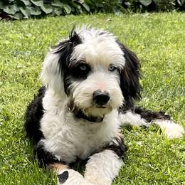 Myrtle - Bernedoodle