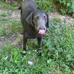 Charlie - Labrador Retriever