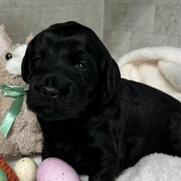 Clover - Black male Goldendoodle puppy in Charlotte, North Carolina from Hopeful Heart Doodles