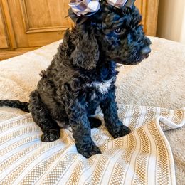 Girl 4 - Goldendoodle puppy in Valley Center, California from AweStrunk Farms