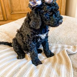 Girl 4 - Goldendoodle puppy in Valley Center, California from AweStrunk Farms