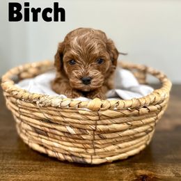 Birtch - Red male Cavapoo puppy in Spanish Fork, Utah from Poseydoodle