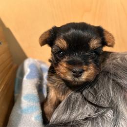 Yorkshire Terrier puppies from Lil Country Gems Yorkies