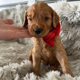 PISTACHIO - Red  male Goldendoodle puppy in Independence, Oregon from Ankeny Doodles