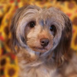 Lehabah - Chinese Crested