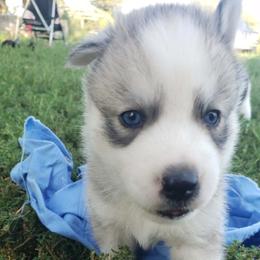 Boy blue - Gray and white male Siberian Husky puppy in Mccool Junction, Nebraska from Sininger Lagoon