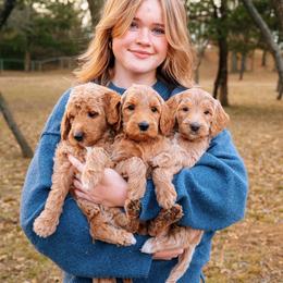Goldendoodle Puppies from Bows & Ties Doodles