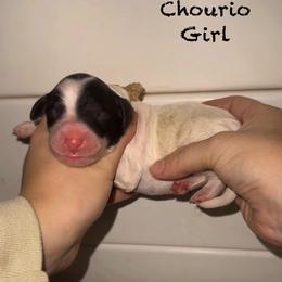 Chourio - Parti female Goldendoodle puppy in Suring, Wisconsin from Black Oak Doodles