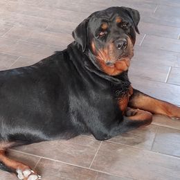 Rottweilers from Willies Rotts