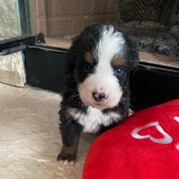 Aiko - Tri-color male Bernese Mountain Dog puppy in Rural Retreat, Virginia from Bernese Bunker