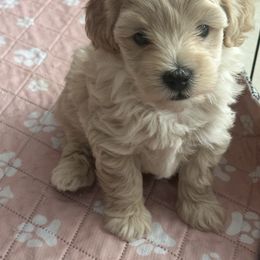 Lake - Red male Maltipoo puppy in Victorville, California from Boujeepups