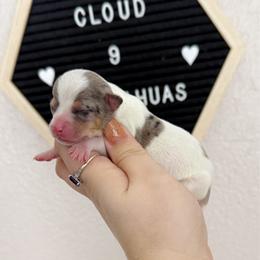 Duke - Merle male Chihuahua puppy in Harrison, Michigan from Cloud9 Chihuahuas