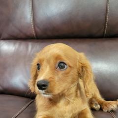 Aussiedoodle, Cavapoo, and Poodle Puppies from B&M Cottonwood Canines