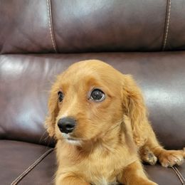Aussiedoodle, Cavapoo, and Poodle Puppies from B&M Cottonwood Canines