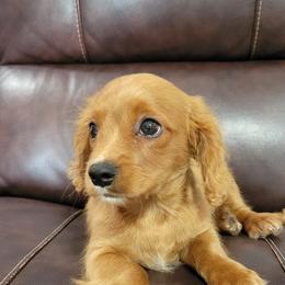 Aussiedoodle, Cavapoo, and Poodle Puppies from B&M Cottonwood Canines