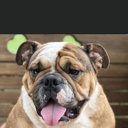 Potato - Bulldog