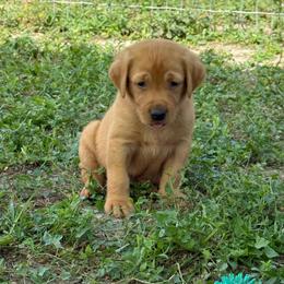 Purple - Yellow male Labrador Retriever puppy in Derby, Kansas from Wheatland Retrievers