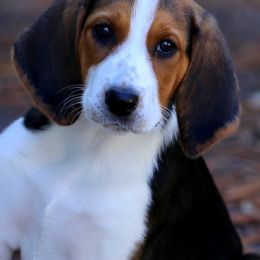 American Foxhound and American Staffordshire Terrier Puppies from Whitlow Kennel