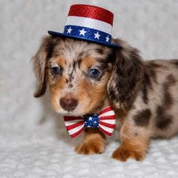 Mickey - Dapple male Dachshund puppy in Paris, Texas from Kuttin’ Up Mini Aussies