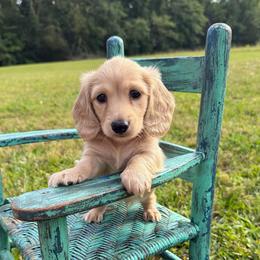 Rhett - Cream male Dachshund puppy in New Albany, Mississippi from Double A. Doxies