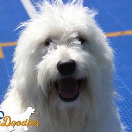 Goldendoodles, Golden Retrievers, and Poodles from Euro Goldendoodles