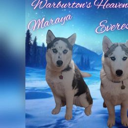 Poodles and Siberian Huskies from Warburton's Heavenly Kennels