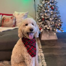 Bernedoodle and Poodle All Grown Up from Sweet Tea Kennels