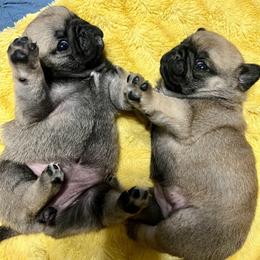 Barney - Fawn male Pug puppy in Saint Pauls, North Carolina from Copperfield’s Goldens