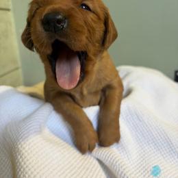 Honey Dew - Dark golden female Golden Retriever puppy in Maysville, North Carolina from Gold Rush Retrievers