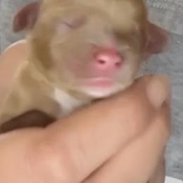 Ruby girl. - Ruby female Cavalier King Charles Spaniel puppy in South Carolina from Columbia Cavaliers