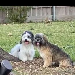 Snuggles - Lhasa Apso
