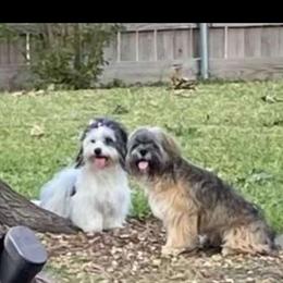 Snuggles - Lhasa Apso