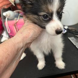 Kipling Like A Rolling Stone (Stoney) - White black and tan male Papillon puppy in Summerville, South Carolina from Kipling Papillons
