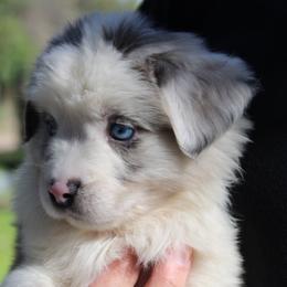 Charm - Blue merle female Australian Shepherd puppy in Colorado Springs, Colorado from Rocky Mountain Aussies