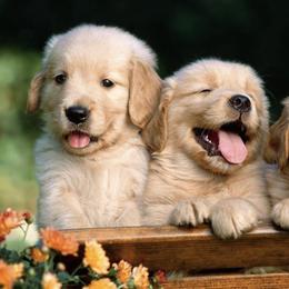 Golden Retriever Puppies from River Oaks Golden Retrievers
