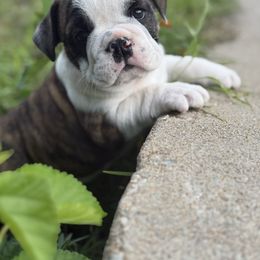 Bridgette - Fawn and white female Bulldog puppy in Topeka, Kansas from Midwest Monster Made Bulldogs