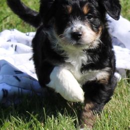 Milo - Black tri-color male Aussiedoodle puppy in Roanoke, Virginia from Miniature Angels Farm