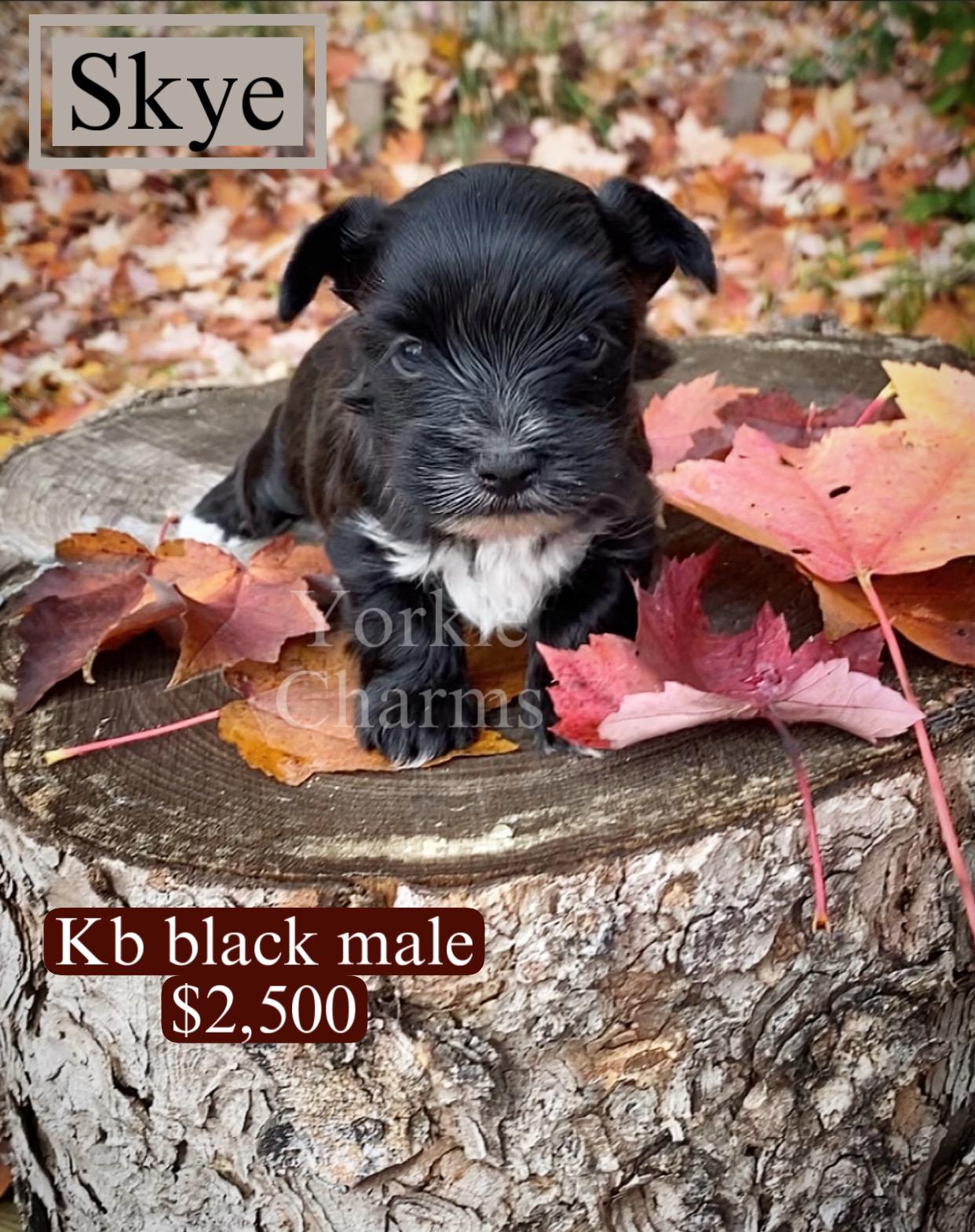 Yorkie Charms in Minnesota Yorkshire Terrier puppies Good Dog